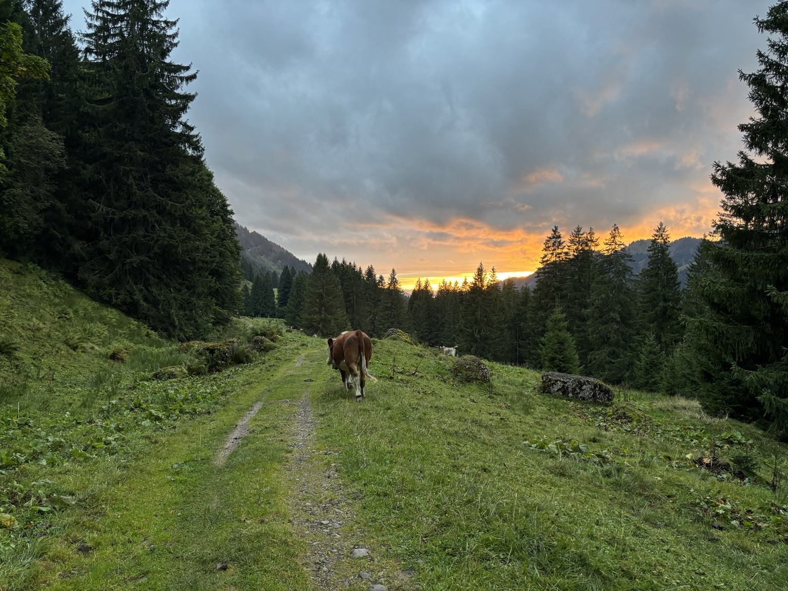 Waldweg im Bregenzerwald bei Sonnenuntergang